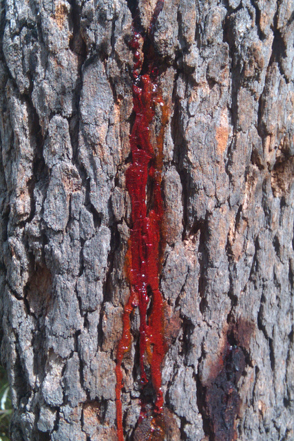 bleeding tree2